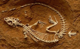 Палеонтологія: що таке вона вивчає?